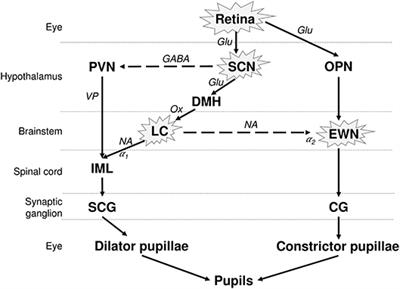 Light-Induced Pupillary Responses in Alzheimer's Disease